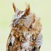 A2I3231 - Version 2 - Version 2